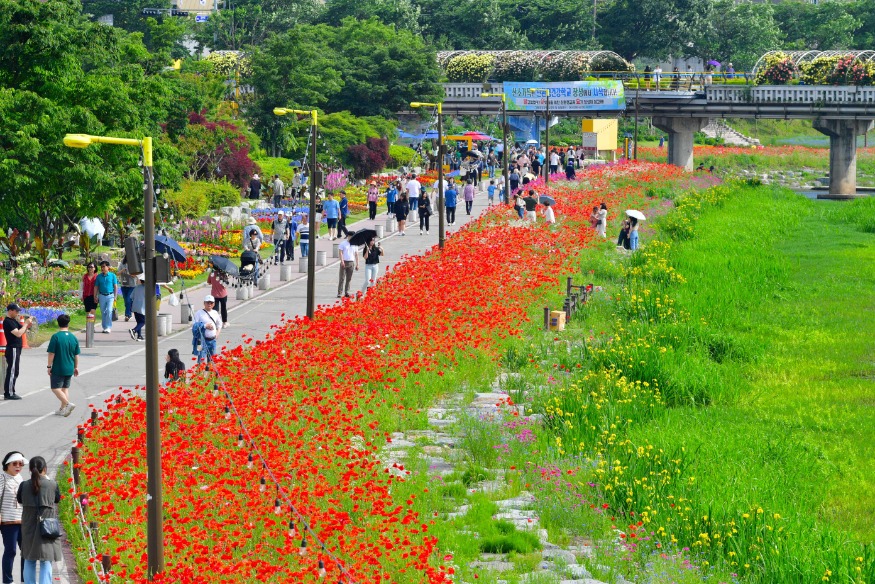 사본 -올해 꽃길축제는 꽃양귀비가 특히 돋보였다. 강변따라 이어진 붉은 꽃물결이 탄성을 자아냈다 (1).jpg
