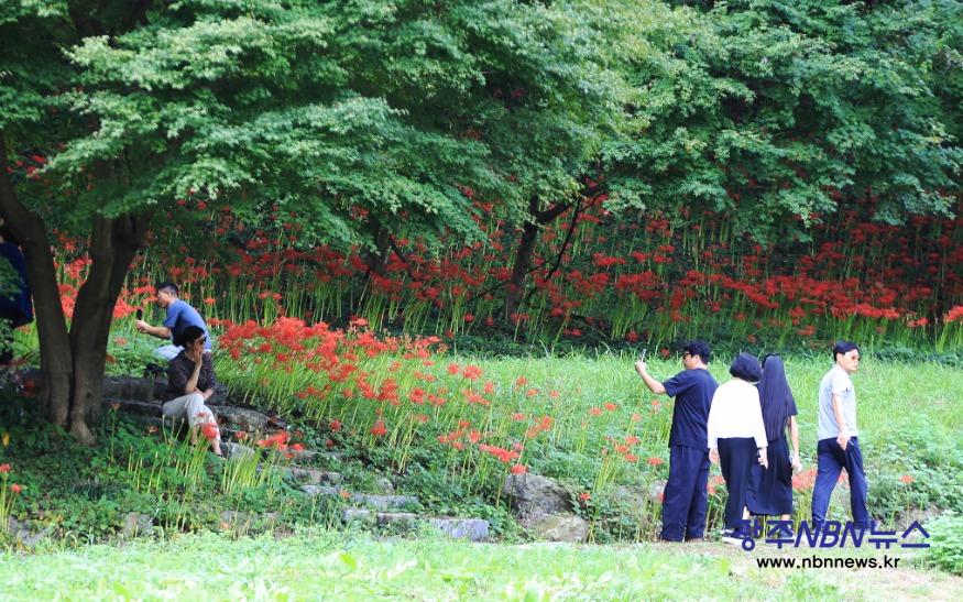 사본 -보도사진(2)-함평군, 제24회 함평모악산꽃무릇축제 폐막.jpg