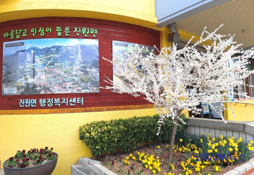 사본 -장성군 진원면 행정복지센터 입구에 ‘미선나무’ 하얀 꽃이 만개했다.jpg